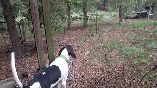 Treeing Walker Coonhound Jax Howl [upl. by Nicolette442]