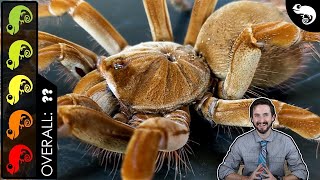 Goliath Birdeater The Best Pet Tarantula [upl. by Zane]