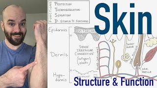 Integumentary System  Structure and Function of the Skin [upl. by Hareema]