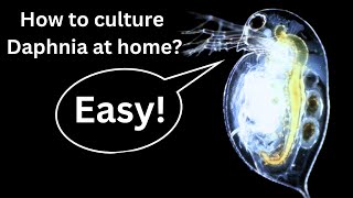 BEST Live Fish Food Beginner guide How to Culture Daphnia at home [upl. by Loftis622]