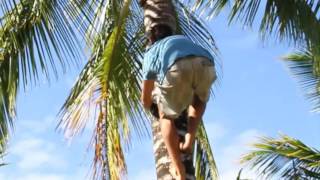 Lifecycle of the coconut tree [upl. by Centonze400]