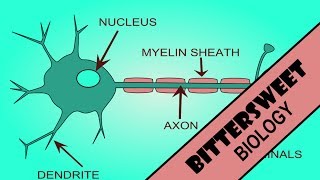 Action Potential Explained  The Neuron [upl. by Christa941]