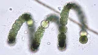 Bluegreen Algae Cyanobacteria from Pond to Lab  Pondlife Episode 2 [upl. by Adnohs]