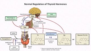 Thyroïde  importance du diagnostic [upl. by Whallon]