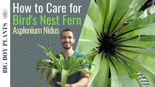 How to Care for a Birds Nest Fern Asplenium Nidus [upl. by Ayifas566]