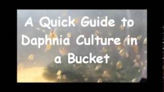 How to culture daphnia outside [upl. by Onaicram492]