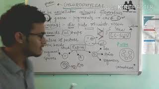 Chlorophyceae Green algae in detail [upl. by Euphemia]