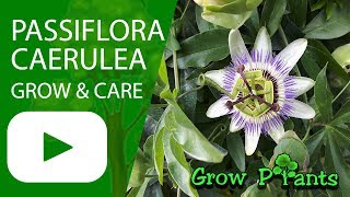 Passiflora caerulea  grow amp care Bluecrown Passionflower [upl. by Kushner21]