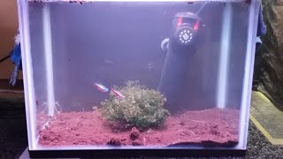 HOW TO BREED CARDINAL TETRAS FROM SPAWN TO FREE SWIMMING [upl. by Sheeree]