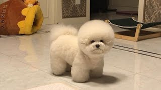 Cute Bichon Frise Puppies Videos Compilation – Cute And Funny Bichon Frise Moments 4 [upl. by Itnahsa526]