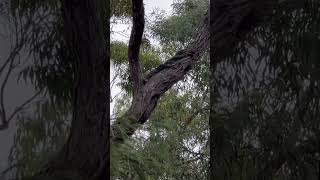 goanna lizard in wild park [upl. by Cormier473]