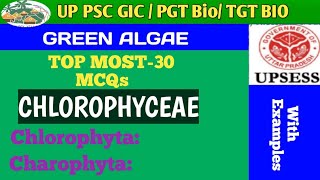 MCQs BASED ON CHLOROPHYCEAE GREEN ALGAE [upl. by Inigo]