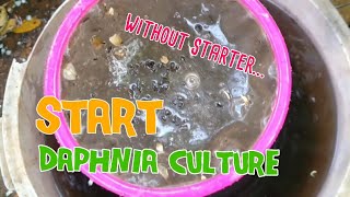 How to culture daphnia moina the easy way 1  Starting the Daphnia culture [upl. by Zeiger]