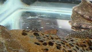 Pipa pipa  Surinam Toad Babies Emerging [upl. by Anilak135]