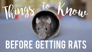 Rat Care For Beginners [upl. by Siddon]