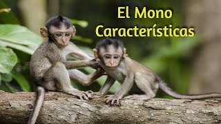 El Mono  Características Su cola les funciona como un dedo [upl. by Hajin89]