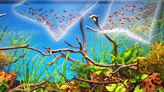 Adding 200 EMBER TETRAS to a Double Island Aquascape [upl. by Sokul787]