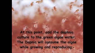 Daphnia  How to grow daphnia in your home [upl. by Adaminah]