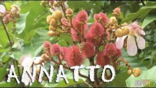 What Is Annatto  How to Make Annatto Rice Recipe [upl. by Rovit]