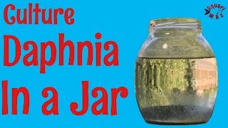 How to Culture Daphnia in a Jar [upl. by Grimes240]