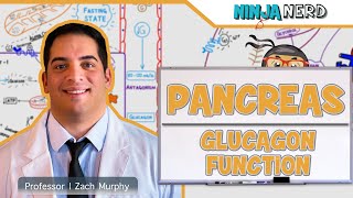 Endocrinology  Pancreas Glucagon Function [upl. by Callean]