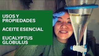 Extracción Usos y Propiedades del Aceite Esencial de Eucalipto [upl. by Schwab625]