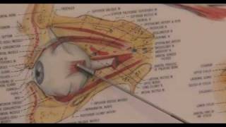 16 Eye Exercises to Improve Vision Naturally [upl. by Kay]