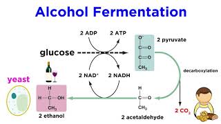 Anaerobic Respiration and Fermentation [upl. by Tiff95]