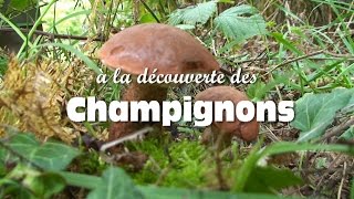 Les champignons comestibles [upl. by Aleusnoc]