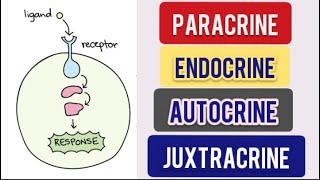 Cell Signalling Types  Paracrine  Autocrine  Endocrine  Juxtacrine CSIR NET Life Science [upl. by Sivet100]