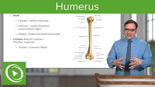 Humerus Characteristics amp Parts – Anatomy  Lecturio [upl. by Peh606]