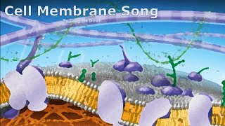 Cell Membrane Song To Drag Me Down [upl. by Lenneuq]