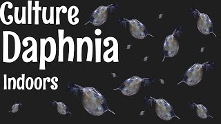 How to Culture Daphnia [upl. by Etnahsa975]