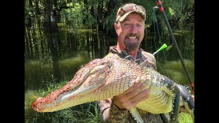 Alligator Versus Blowgun Call in Footage Plus Rabbits [upl. by Airda486]