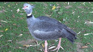 Southern Screamer [upl. by Adniuqal]