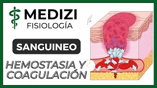 Clase 36 Fisiología Sanguínea  Hemostasia y coagulación Plaquetas IGdoctorpaiva [upl. by Nauqe576]