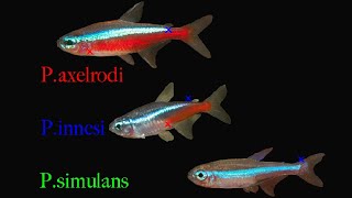 Neon Tetras  The MOST Popular Nano Fish [upl. by Meelak382]