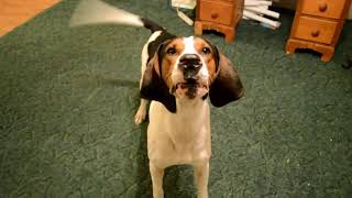 Jax Treeing Walker Coonhound Howling Away [upl. by Minsk751]