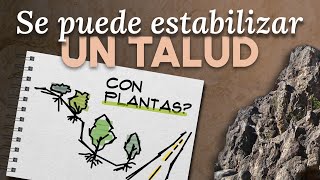 Así influye la VEGETACIÓN en la ESTABILIDAD de taludes [upl. by Walcott]