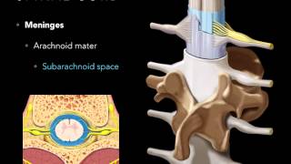 Spinal cord Meninges [upl. by Gildea]