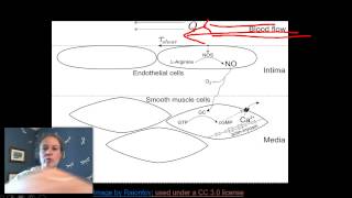 Nitric Oxide NOS and vasodilation [upl. by Iney]