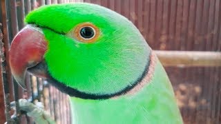 Mitthu The Speaking Parrot Talking In UrduHindi [upl. by Ycniuqal]