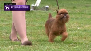 Brussels Griffons  Breed Judging 2021 [upl. by Nnayrrehs]