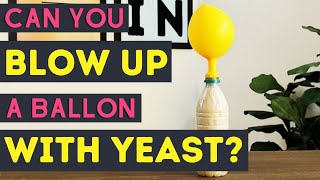 Yeast Balloon Experiment [upl. by Annavoj]