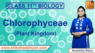 Chlorophyceae  Plant Kingdom  CBSE Class 11 Biology [upl. by Geddes]