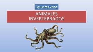 Animales invertebrados características y clasificación [upl. by Robi]