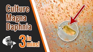 How to culture DAPHNIA MAGNA  The easy way [upl. by Humph]