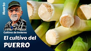 𝗣𝗨𝗘𝗥𝗥𝗢 EL CULTIVO COMPLETO COMO PRODUCIR PUERROS EN CASA [upl. by Asillam]