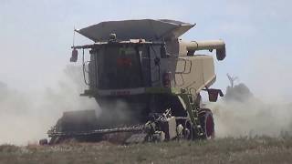 Longford Pyrethrum Harvest Part 1 [upl. by Anahcar]