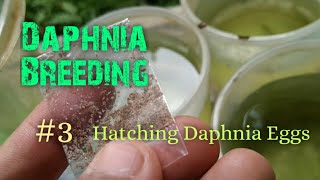 Daphnia Culture made simple and easy 3  Hatching Daphnia eggs [upl. by Leunam]